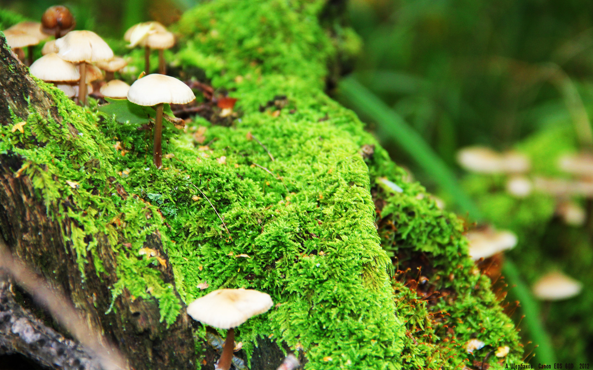 墨西哥游泳与跳水双线争光，墨西哥跳水崛起