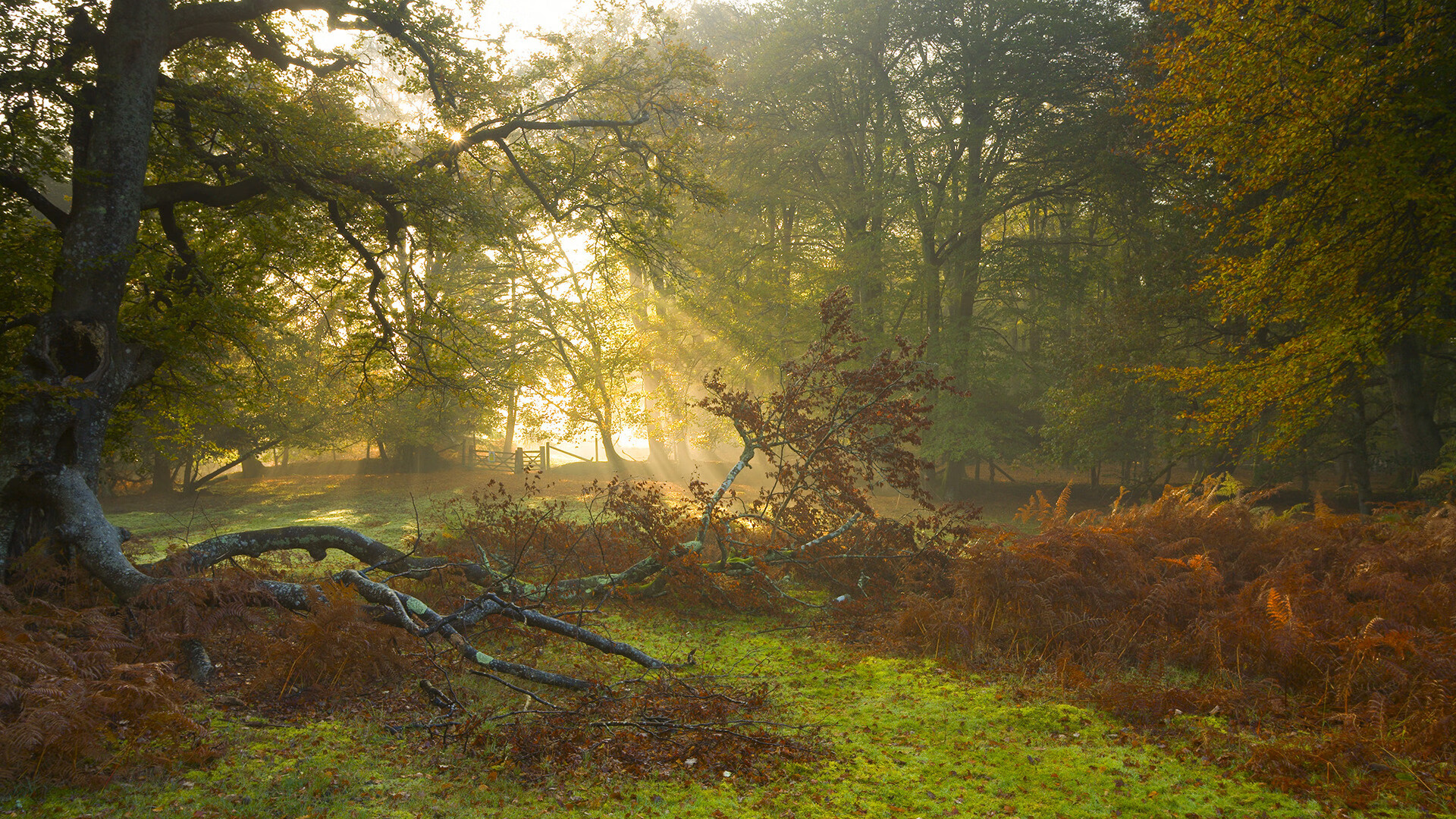 开云体育入口-蝶泳节奏流畅韩国稳步晋级，韩国蝶泳教学