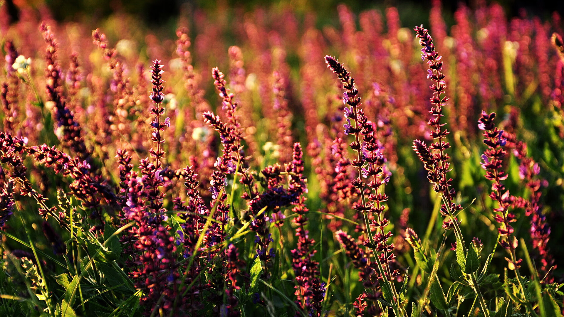 开云app安全认证-足球联赛观众满意度调查结果发布，足球观众是什么意思